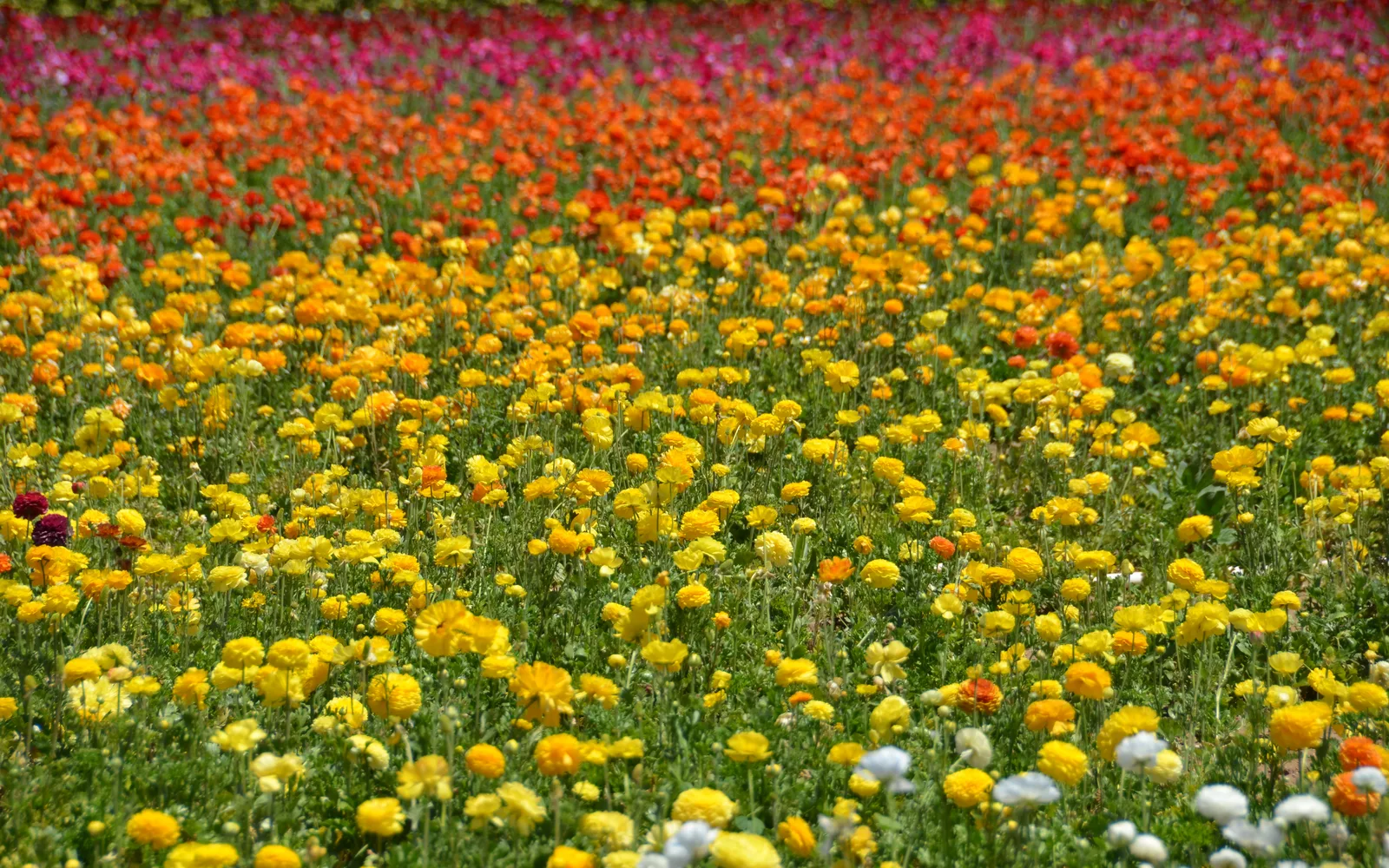 Blooming ranunculus flowers in rows covering the Carlsbad Flower Fields in spring